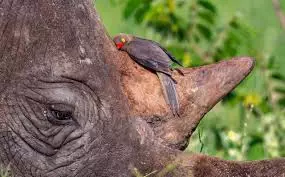 piquebœuf à bec rouge est au rhinocéros